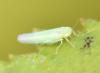 Typhlocybinae inconnu